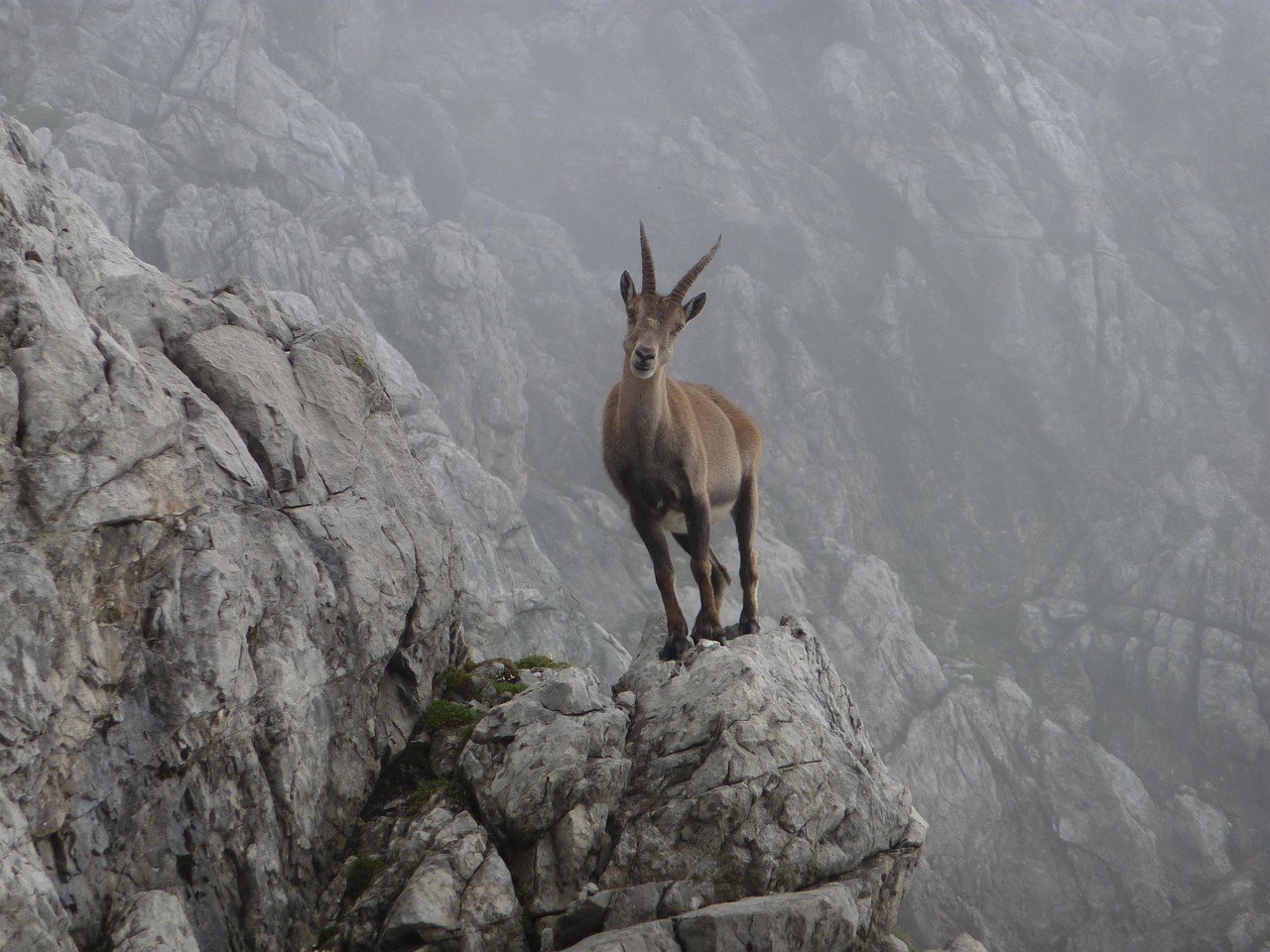 capricorn-2719114_1280