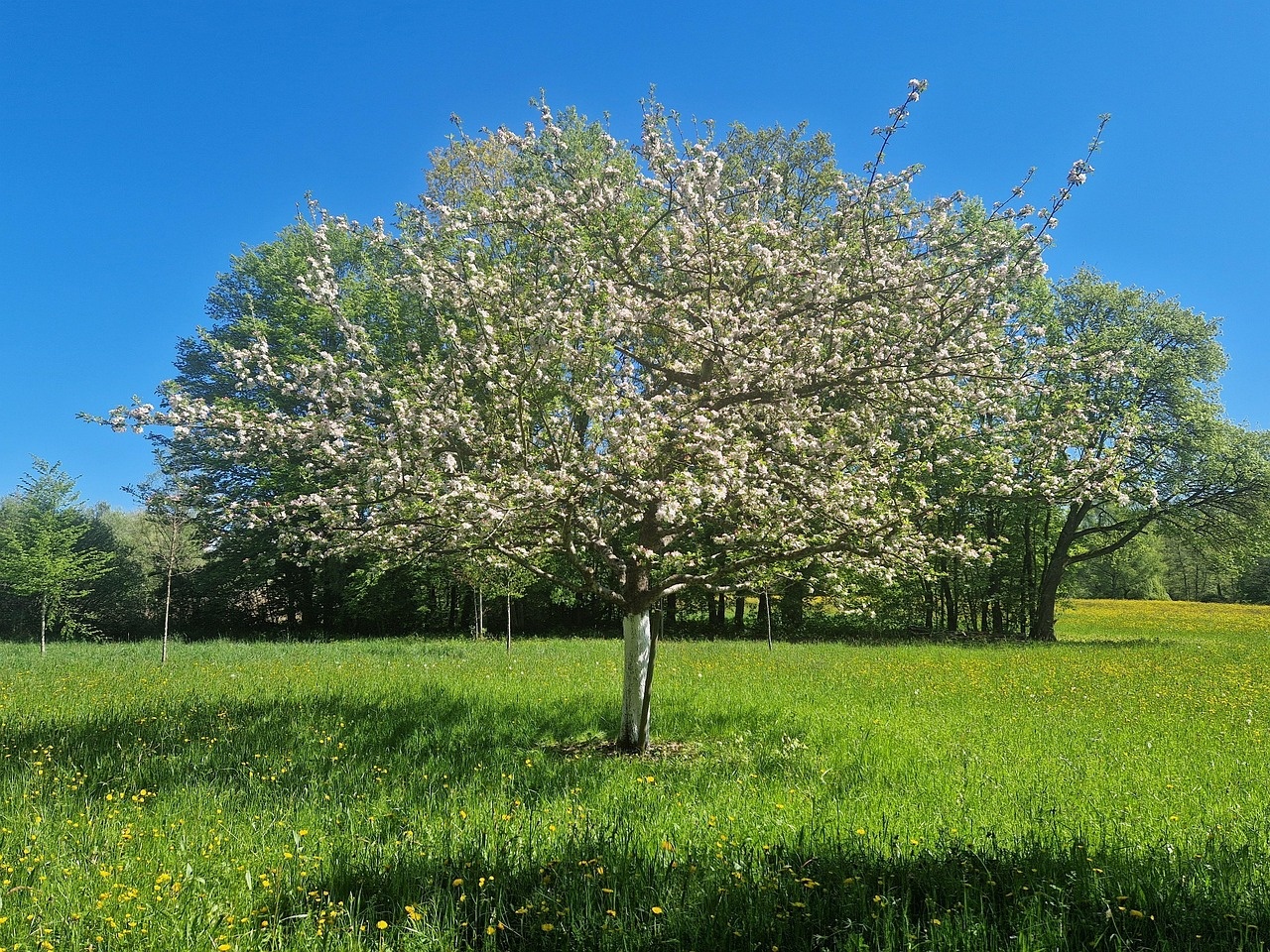spring-8764100_1280